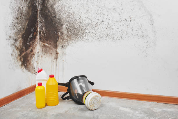 Trusted Panhandle, TX Mold Remediation Experts